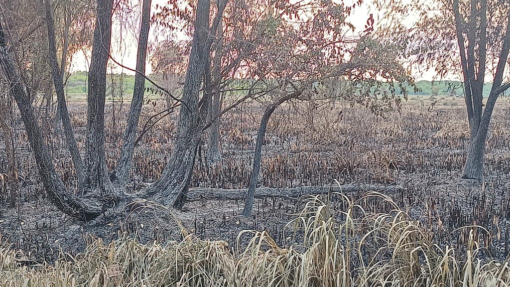 Devastadoras Im Genes Del Incendio En El Parque Nacional Ciervo De Los