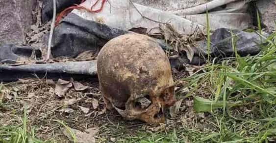 Un vecino de Necochea cortaba el césped y se encontró con un cráneo humano