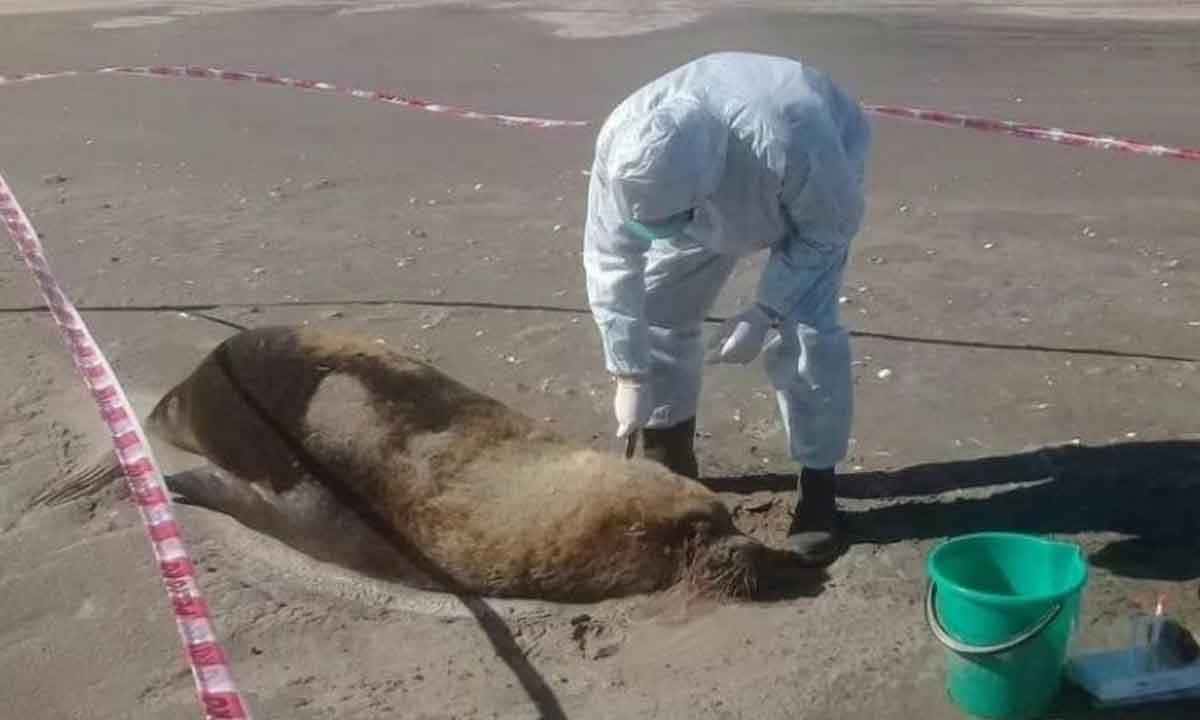 Gripe aviar: Más lobos marinos hallados muertos en Villarino y Mar del Plata