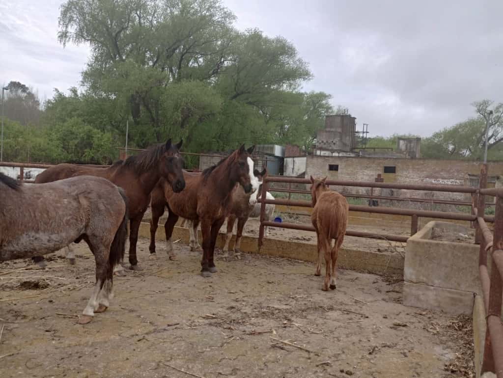 En General Madariaga y Villa Gesell secuestraron 36 caballos sueltos en la ruta 11: Ya causaron dos accidentes graves