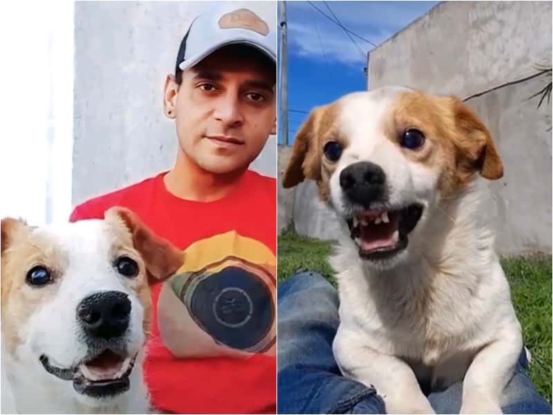 Murió Pancho, el "perrito malvado" viral de Coronel Suárez