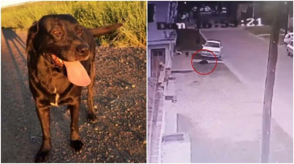 Atropelló y mató a propósito a un perro que dormía y escapó: el agresor es empleado municipal de San Andrés de Giles