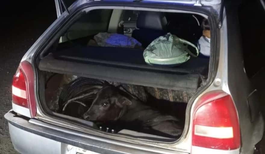 Abigeato en Mar Chiquita: Robaron un ternero y lo llevaban vivo en el baúl de un auto
