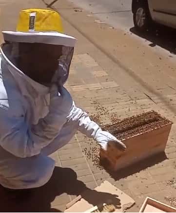 Vecinos de Necochea encontraron enjambre de abejas en la calle: Un apicultor explicó qué deben hacer