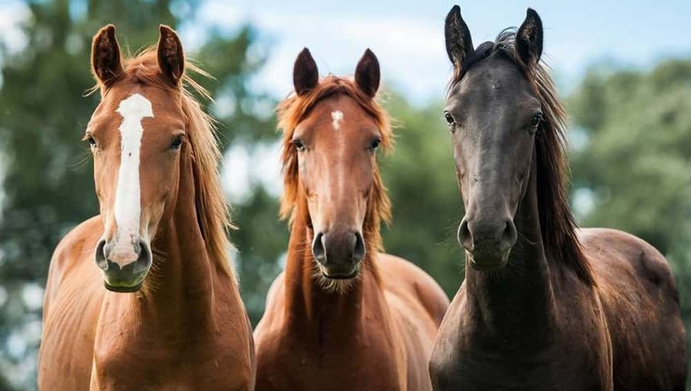 Emergencia nacional por encefalomielitis equina: Cuáles son los síntomas en los caballos y en humanos