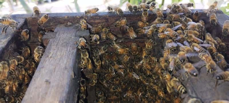 Encontraron otro enjambre en la vía pública: "Es normal en esta época del año”, aseveró un apicultor de Olavarría