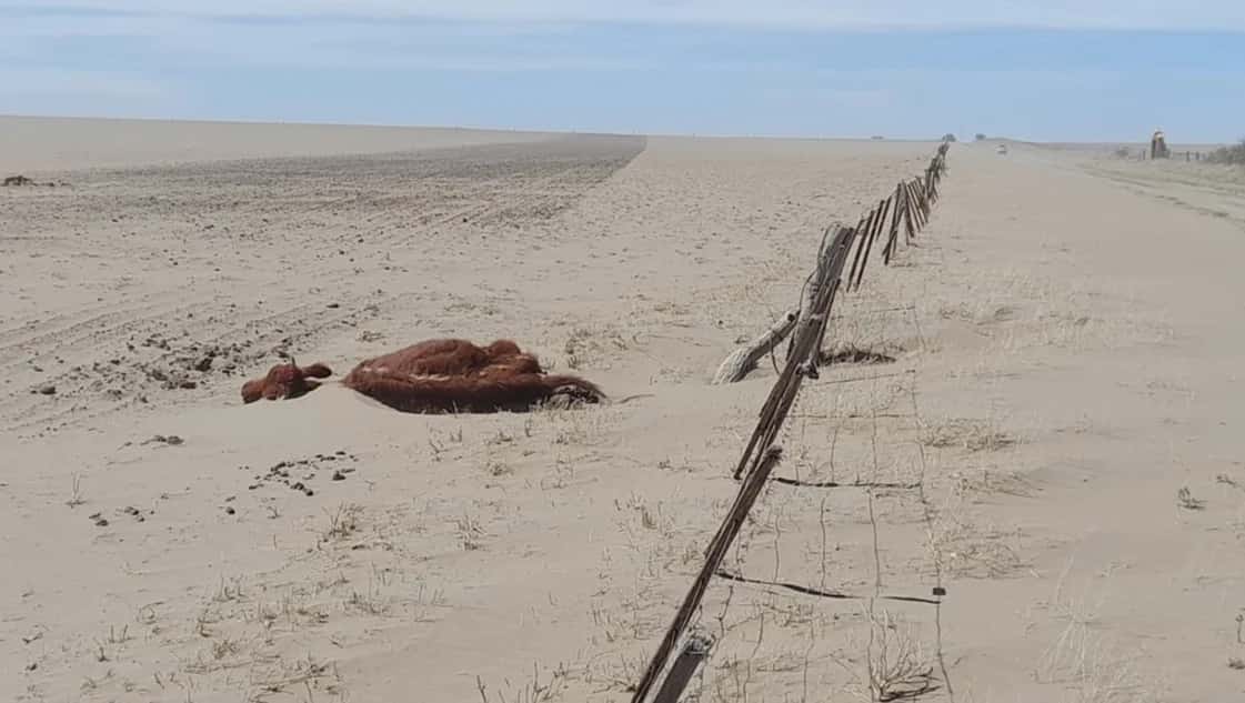 Se agrava la sequía en Patagones: El Intendente electo prorroga la emergencia y productores advierten por un "desierto"