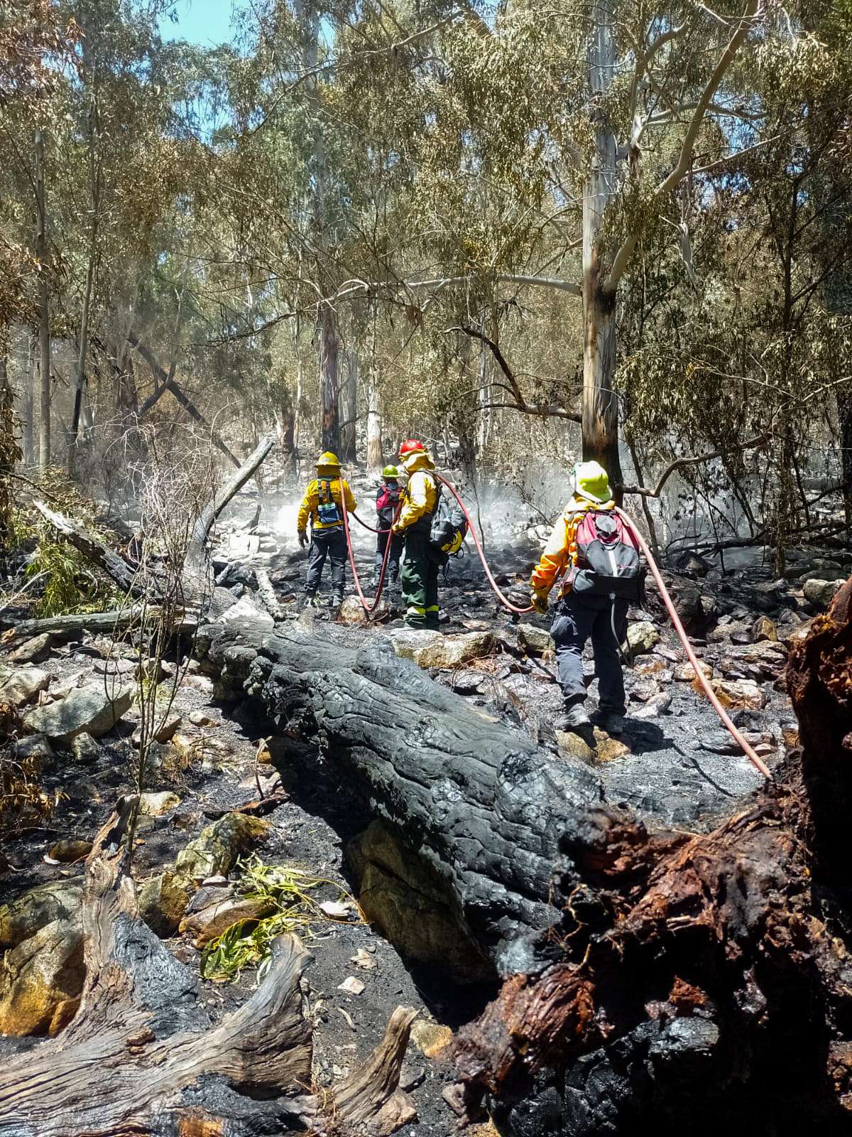 Bomberos combaten un incendio forestal en el límite entre Mar del Plata y Balcarce: 30 efectivos desplegados en la zona