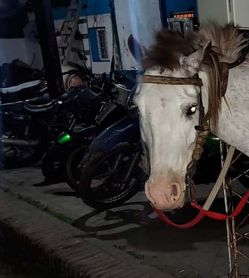 En Florencio Varela capturaron a un caballo que participó de un robo: Quedó demorado en comisaría e interviene Zoonosis