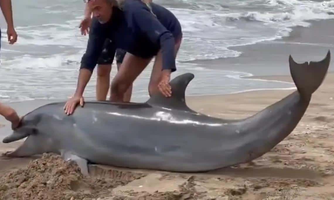 Un delfín encalló en la costa de Villa Gesell: Fue devuelto por guardavidas al mar