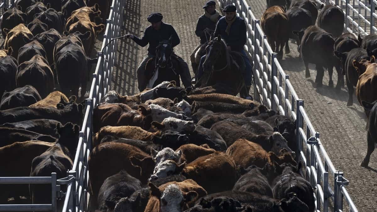 La hacienda en pie subió casi 40 % en el Mercado Agroganadero de Cañuelas: a qué precio se va la carne en góndola