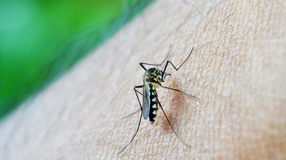 Brote de dengue en Provincia: Qué dice el último reporte y cuáles son los municipios afectados
