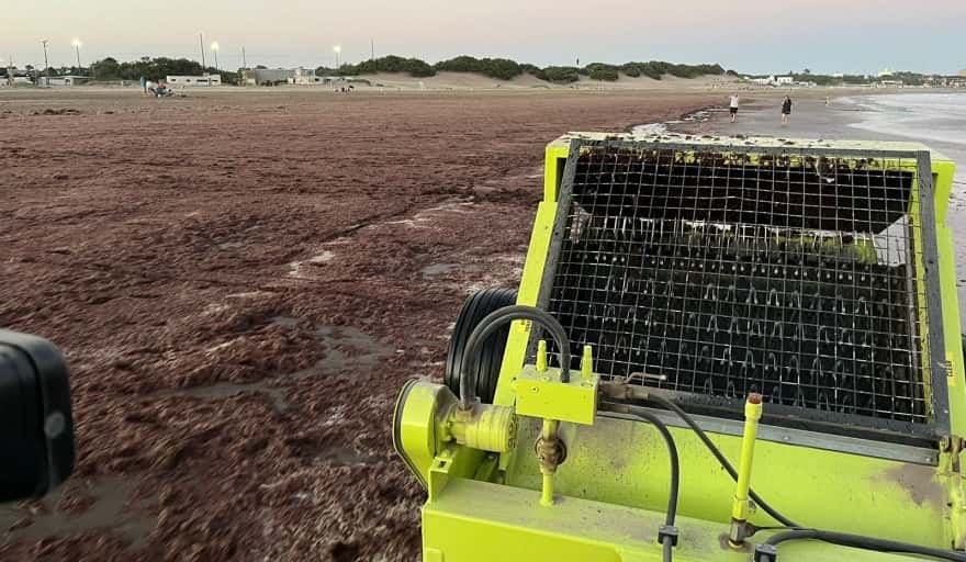Invasión de algas rojas en una playa de Necochea: ¿Son peligrosas para la salud?