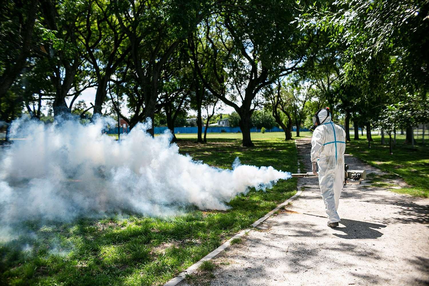 Las increíbles imágenes de la invasión de mosquitos en el AMBA: hasta cuándo dura y en qué municipios ya están fumigando