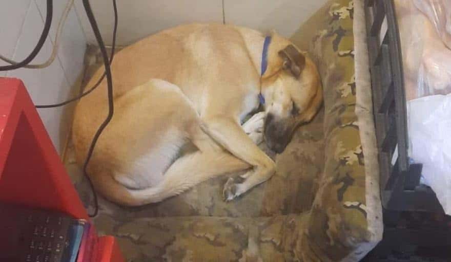 Polémica con perro callejero de Necochea: Acusan a guardavidas de maltrato y el intendente formuló una denuncia penal