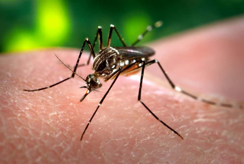 Primer caso de dengue en Gonzales Chaves: Es importado de Paraguay