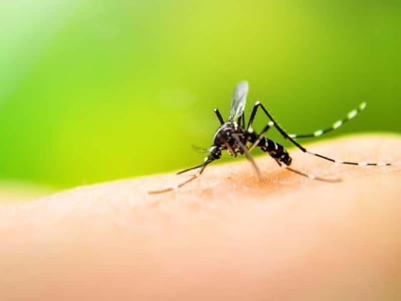 Primer caso de dengue autóctono en Olavarría: La paciente ya fue dada de alta