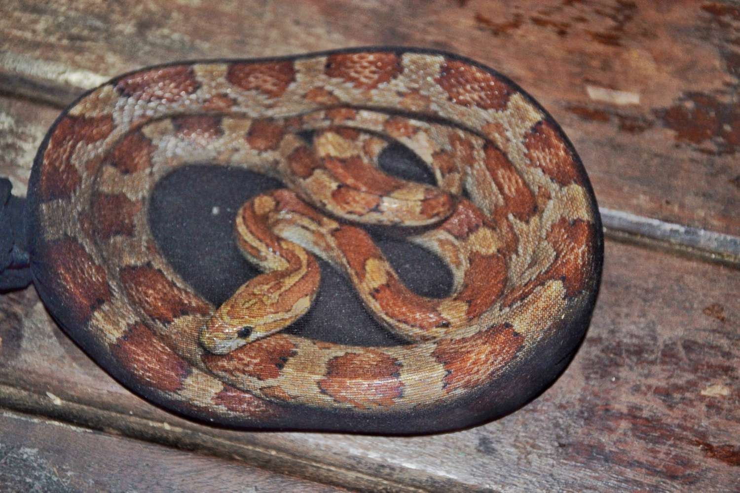 Venía a La Matanza: Un hombre viajaba con serpientes y otros animales en micro