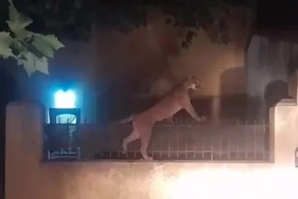 El video de un puma suelto que fue capturado en Necochea: corrió por las calles y se metió en el patio de una vivienda