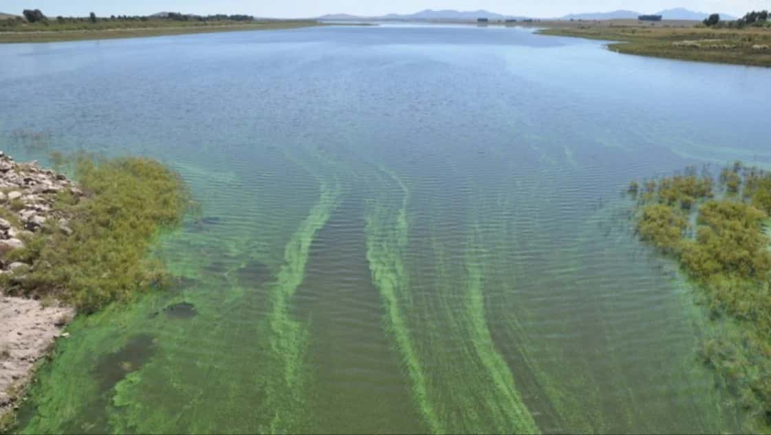 Se incrementaron las algas en un Dique y hay problemas en el suministro de agua en Bahía Blanca y Coronel Rosales