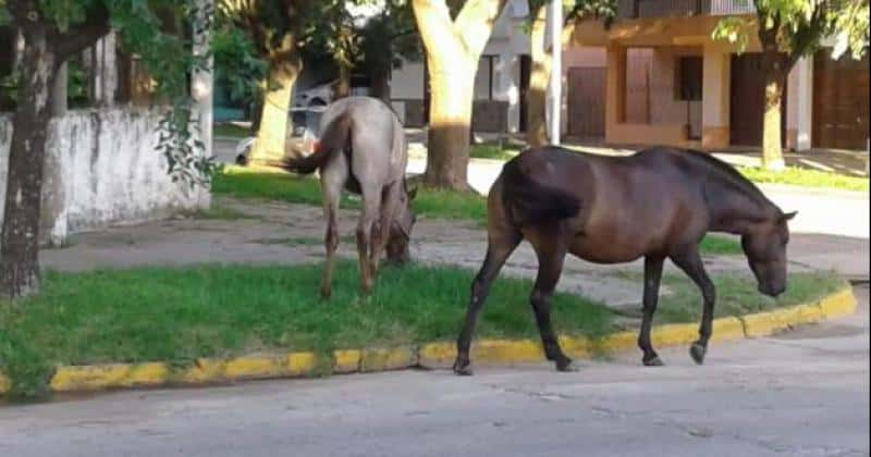En el municipio de Baradero establecen la figura del “Arreador Municipal” para controlar los caballos en la vía pública