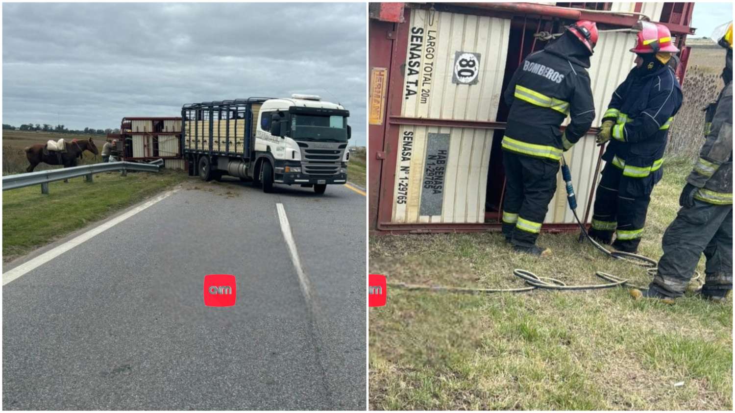 Murieron unos 40 animales al volcar un camión de hacienda en la Ruta 11 a la altura de General Lavalle