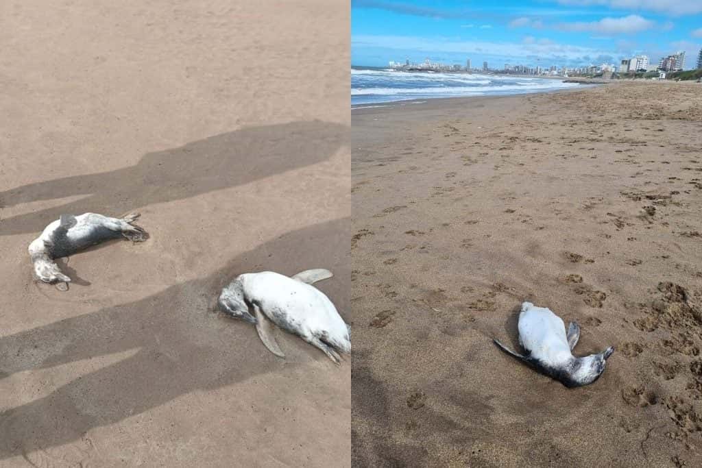 Aparecieron 40 pingüinos muertos en las playas de Mar del Plata: Qué pasó