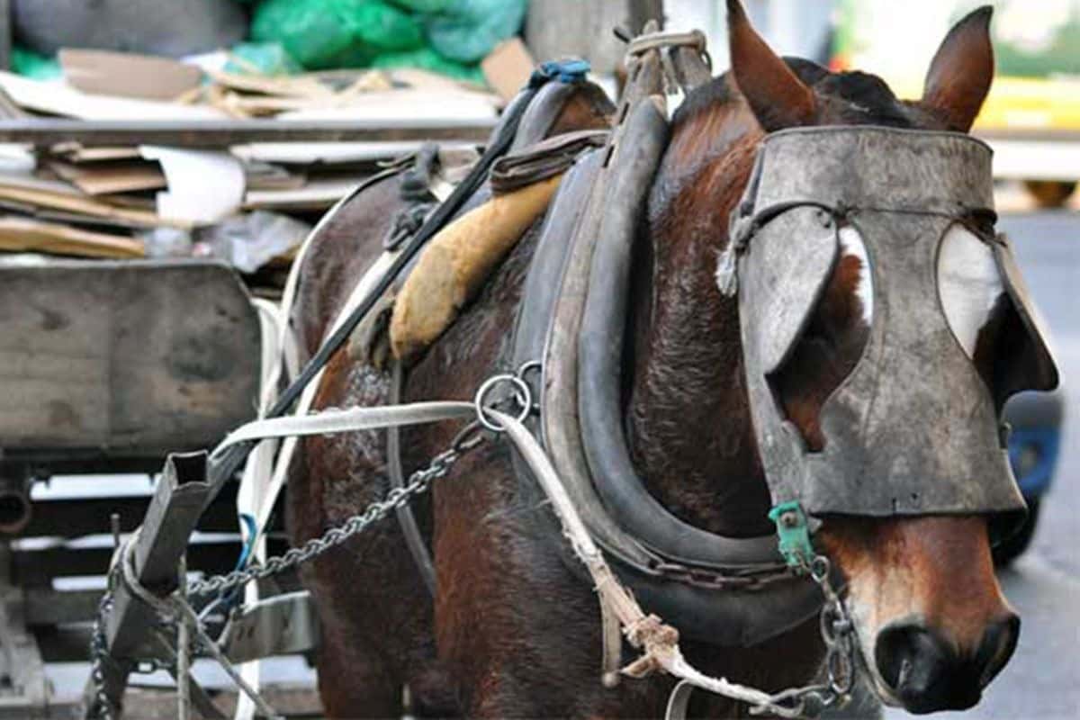 Prohibición de tracción a sangre: En Berazategui ya rescataron a 100 caballos