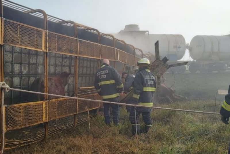 En Azul, chocó un camión que trasladaba 36 vacas con un tren: El acoplado volcó y hay animales fallecidos