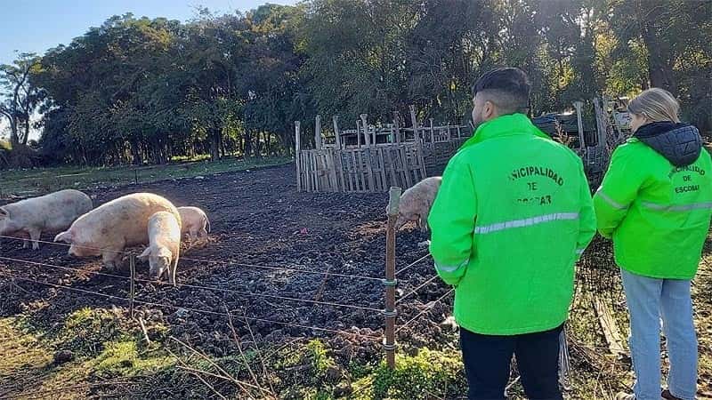 El municipio de Escobar clausuró un criadero clandestino de cerdos por riesgo de triquinosis