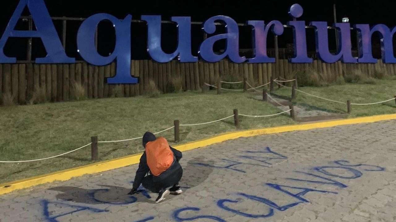 Activistas denuncian al parque marino Aquarium: ¿Rescate o explotación animal?