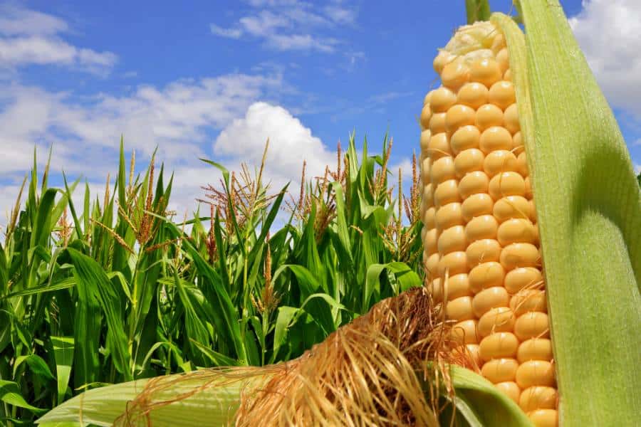 Conflicto con el campo: El gobierno levanta el cepo a las exportaciones de maíz