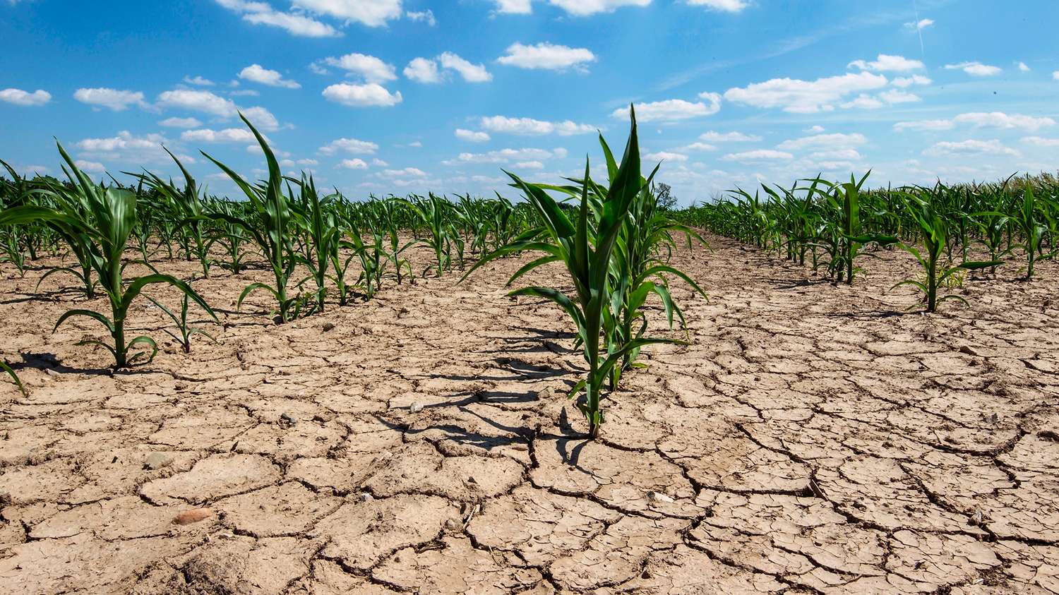 Sequía: Provincia declaró la emergencia agropecuaria en cinco municipios