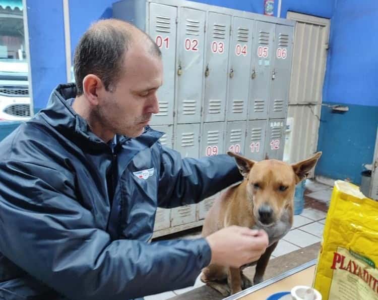 Tigre: Una terminal de colectivos se convirtió en un hogar de perros callejeros