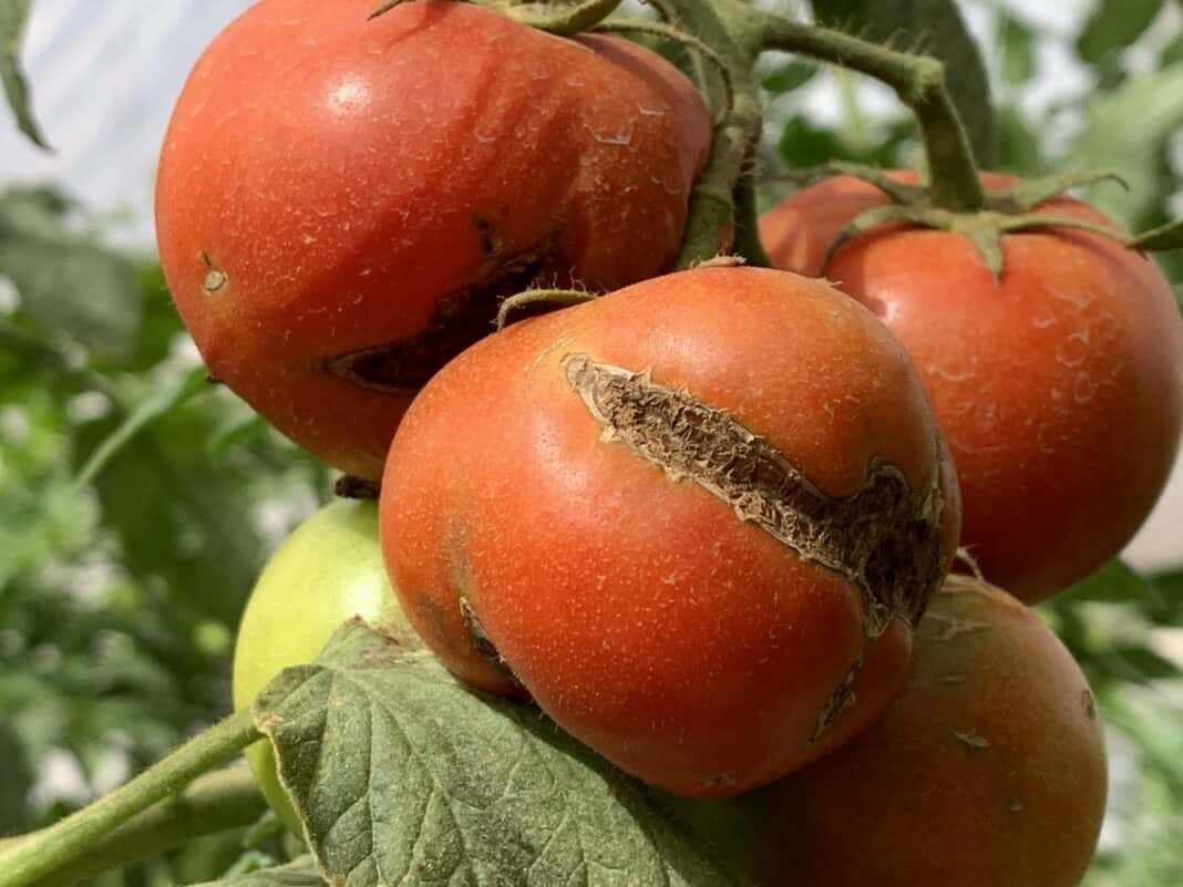 Alerta fitosanitario: detectaron el virus rugoso del tomate en plantaciones de La Plata y Mar del Plata