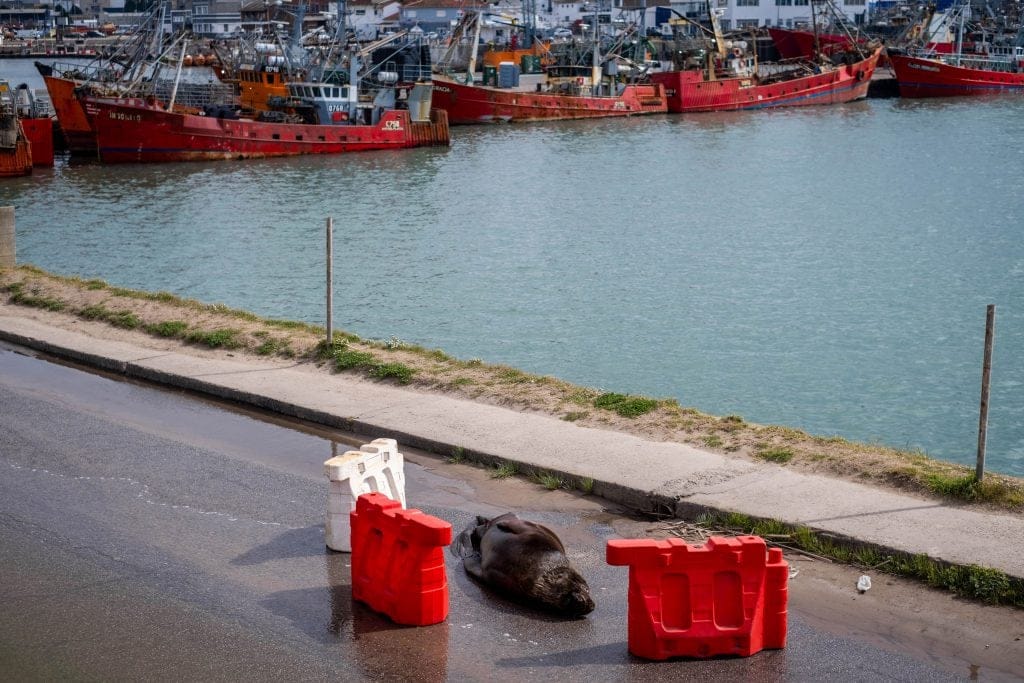 Lobos marinos muertos: "Hoy en día no se puede hacer nada"