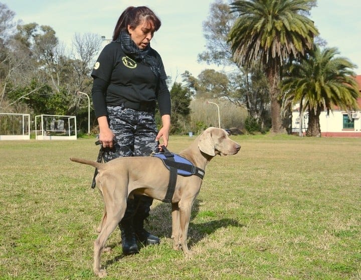 Bruno, el perro rastreador que participó en múltiples operativos en San Fernando y otros distritos bonaerenses.