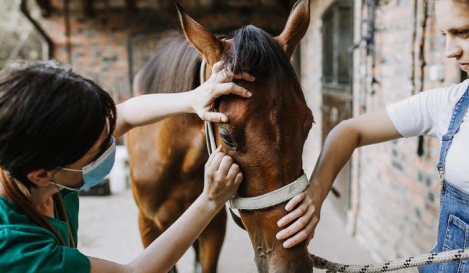 La encefalitis equina es una patología que afecta sobre todo a caballos pero también puede transmitirse a personas.