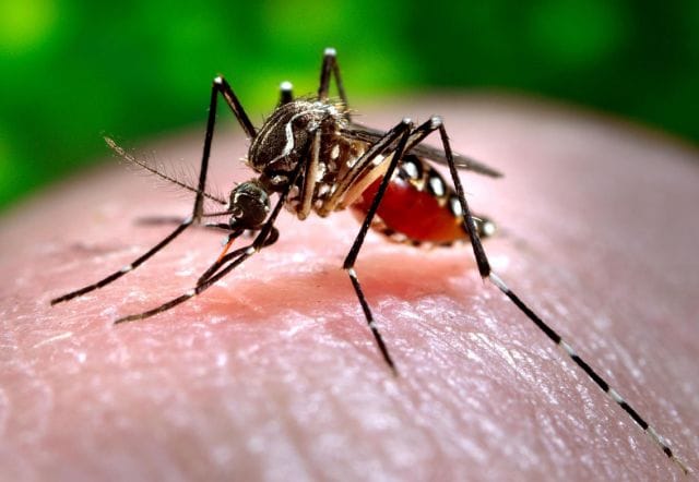 Hay 122 casos activos de dengue en La Plata.