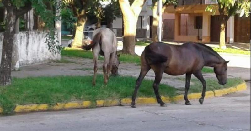 Buscan solucionar el problema de los caballos sueltos en Baradero.