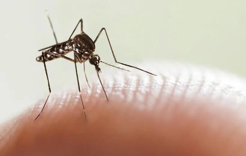 Dengue: 26 casos confirmados en La Plata