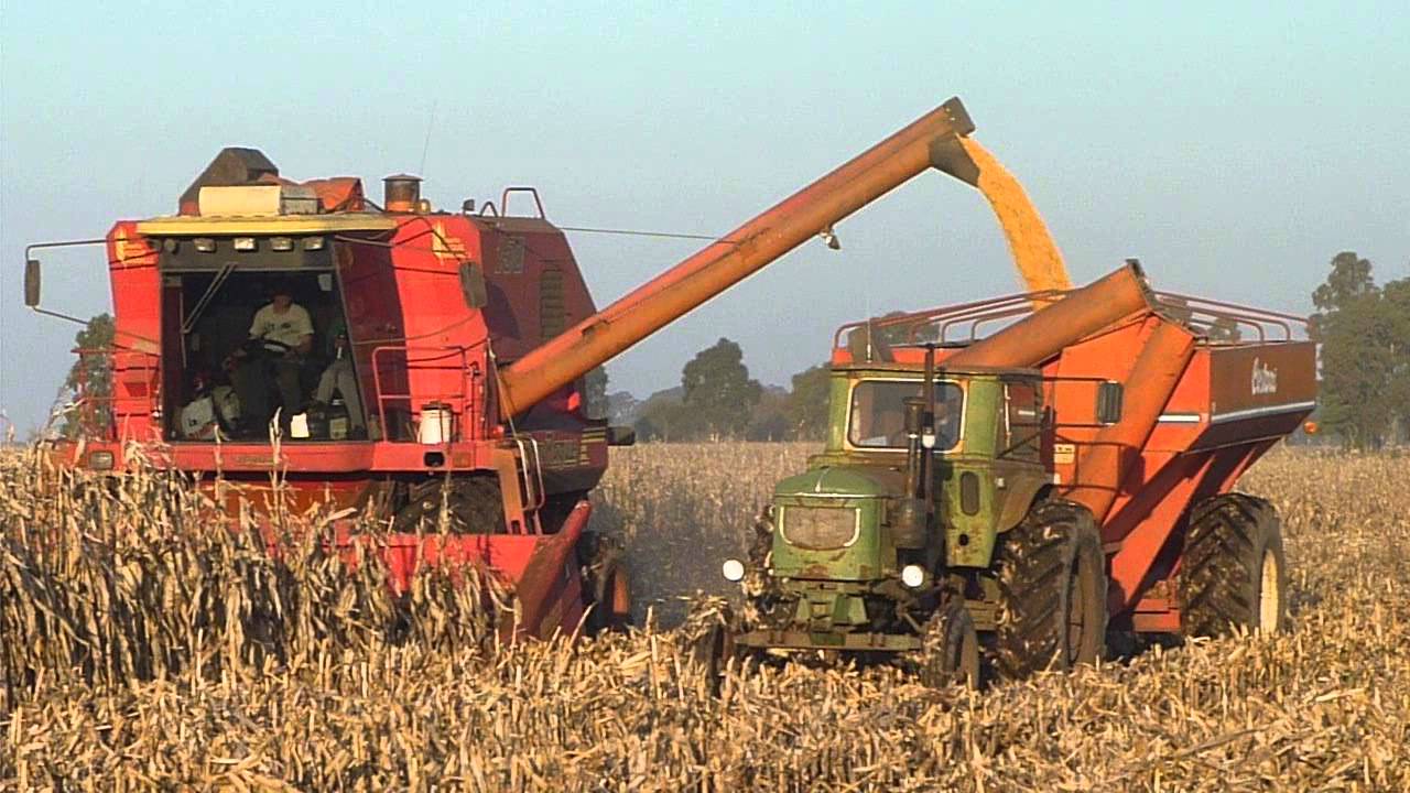 Anuncian una producción record en la cosecha de maíz