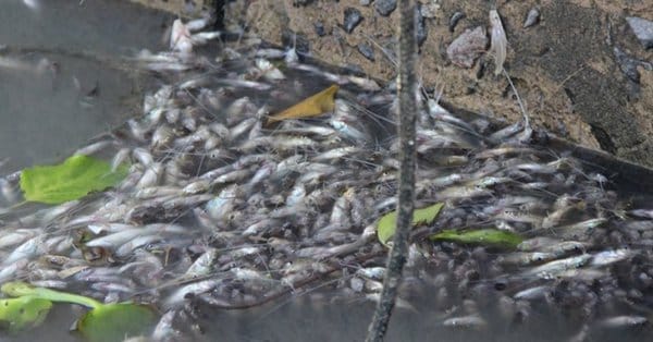 Buscan determinar la causa por la mortandad de peces en el Río Santiago