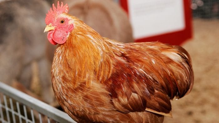 Animalistas marchan a Plaza de Mayo en defensa de las gallinas