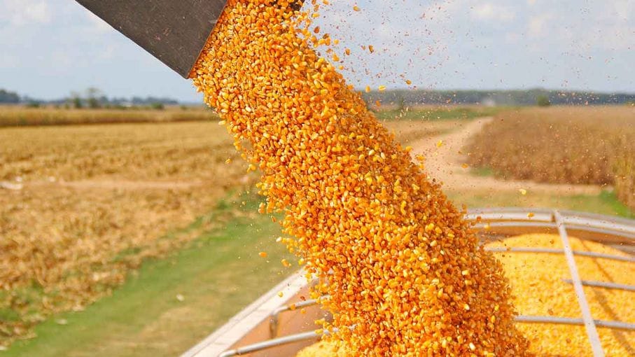 Las exportaciones de maíz marcaron nuevo récord comercial