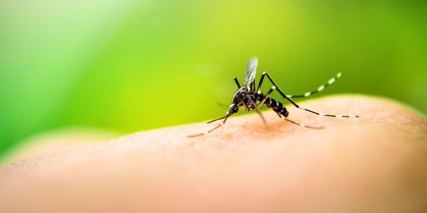 Ya son 96 los casos de dengue confirmados en la Provincia de Buenos Aires