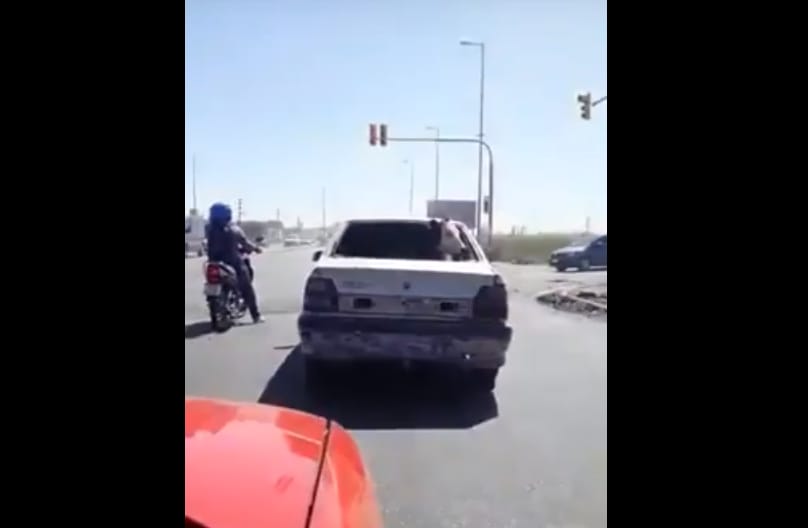 Video viral: Vaca viaja en auto en La Matanza