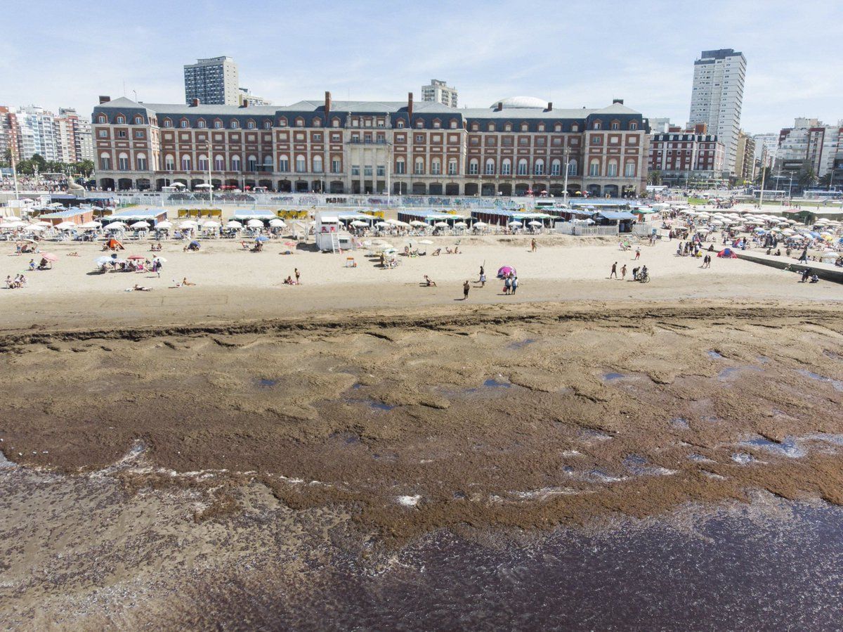 Mar del Plata: Cerraron playas por gran presencia de algas