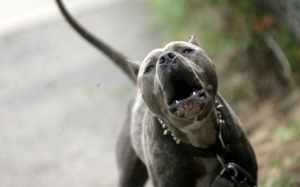 Bahía Blanca: Un pitbull atacó a un niño y el padre apuñaló al dueño del perro