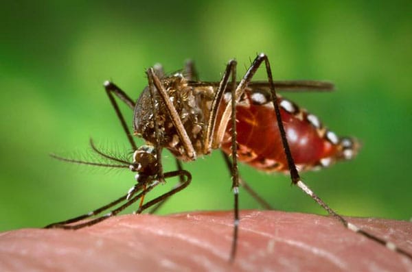 Una mujer de Temperley murió por dengue